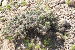 Cylindropuntieae