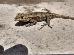 Sceloporus grammicus