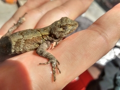Sceloporus grammicus