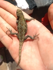 Sceloporus grammicus