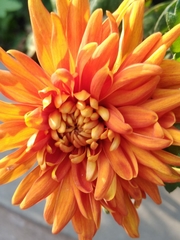 Asteroideae