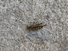 Acrididae