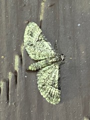 Eupithecia edna
