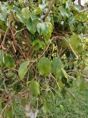Ficus benjamina