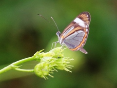 Dismorphia theucharila fortunata
