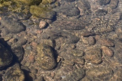 Pantosteus clarkii
