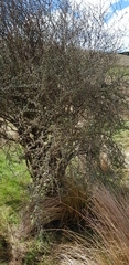 Olearia bullata