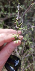 Olearia bullata