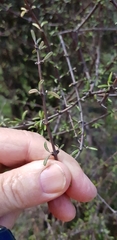 Olearia bullata