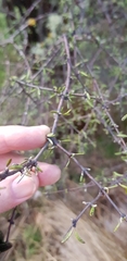 Olearia bullata