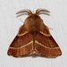 Western Tent Caterpillar Moth - Photo (c) Jim Johnson, some rights reserved (CC BY-NC-ND), uploaded by Jim Johnson