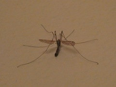 Tipula pseudocinerascens