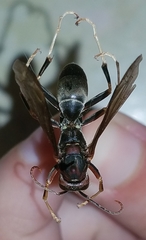 Polistes parametricus
