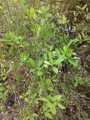 Achatocarpus praecox