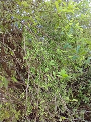 Achatocarpus praecox