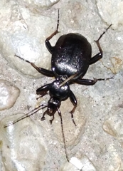 Cychrus attenuatus