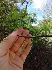 Achatocarpus praecox