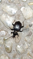 Cychrus attenuatus