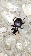 Cychrus attenuatus