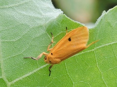 Miltochrista calamaria