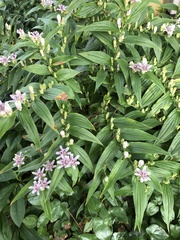 Tricyrtis formosana
