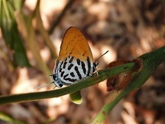 Drupadia ravindra moorei