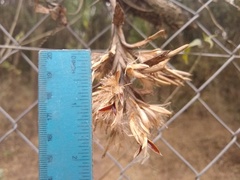 Tillandsia didisticha