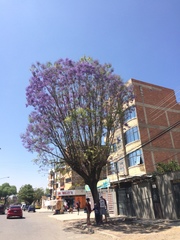 Jacaranda mimosifolia