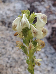 Pedicularis contorta