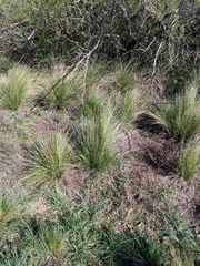 Stipa brachychaeta