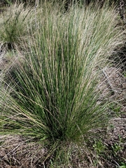 Stipa brachychaeta