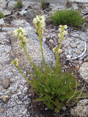 Pedicularis contorta