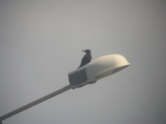 Melanerpes herminieri