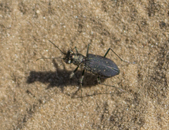 Cicindela punctulata punctulata