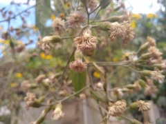 Quechualia fulta