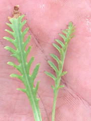 Pedicularis contorta