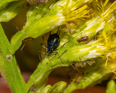 Uroleucon sonchi