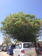 Tipuana tipu