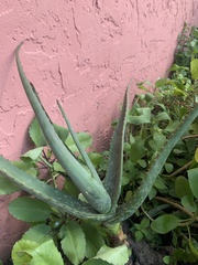 Aloe vera vera