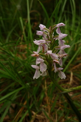 Dactylorhiza maculata ericetorum