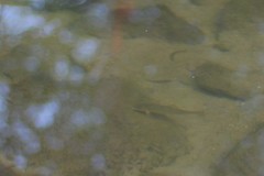 Catostomus commersonii