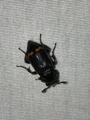 Nicrophorus pustulatus