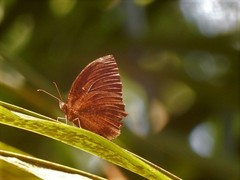 Elymnias hypermnestra beatrice