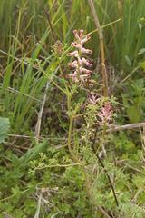 Fumaria officinalis officinalis