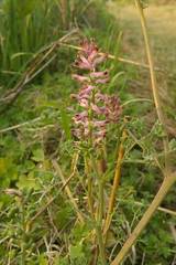 Fumaria officinalis officinalis