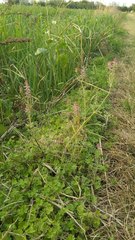 Fumaria officinalis officinalis