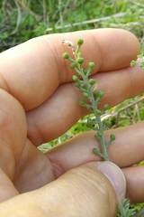 Fumaria officinalis officinalis