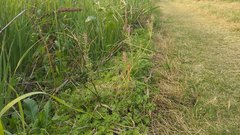 Fumaria officinalis officinalis