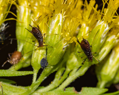 Uroleucon sonchi