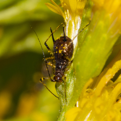 Uroleucon sonchi